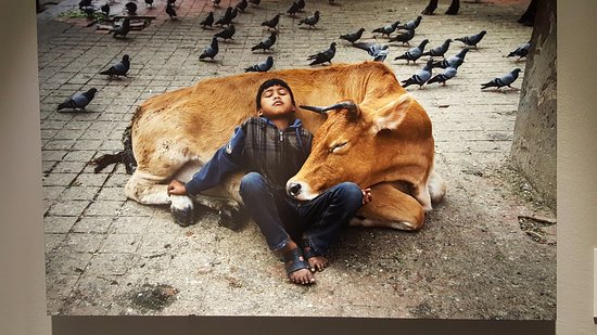 Animals&quot; di Steve McCurry al Mudec | Notizie Milano - Cityrumors Milano