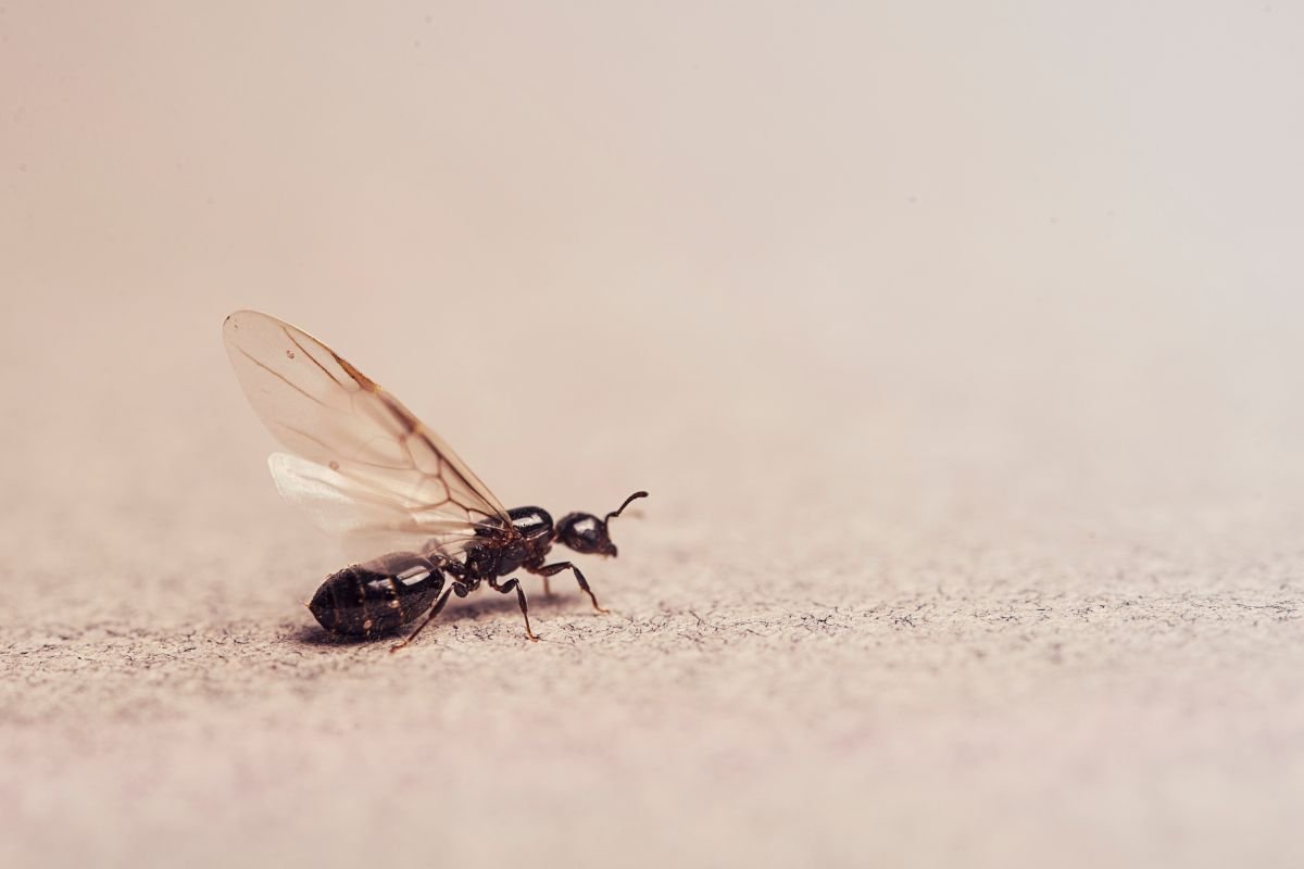formiche volanti cosa sono