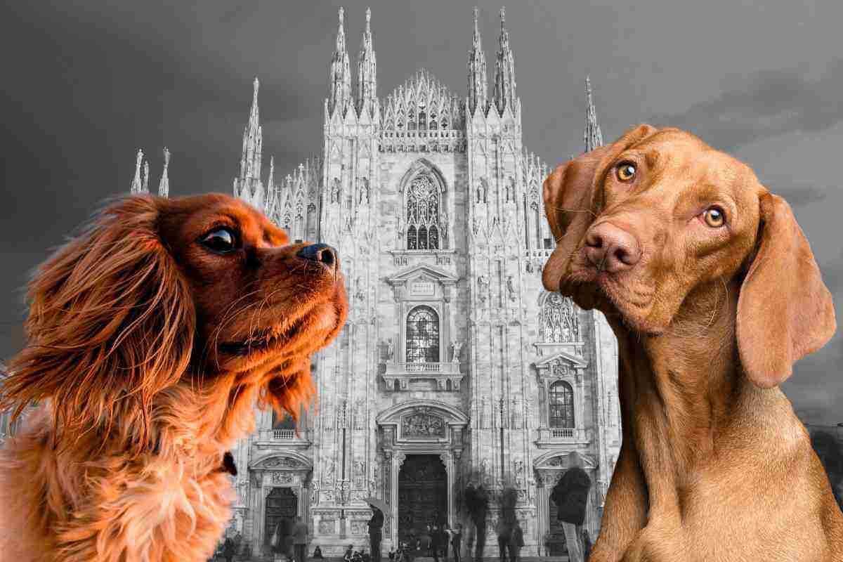 Milano pericolo cani: attenzione pianta