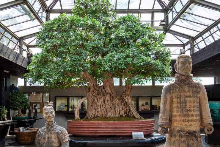 museo bonsai milano