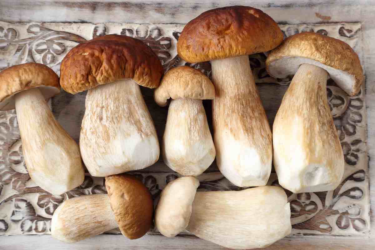Funghi porcini (Milano.cityrumors.it)
