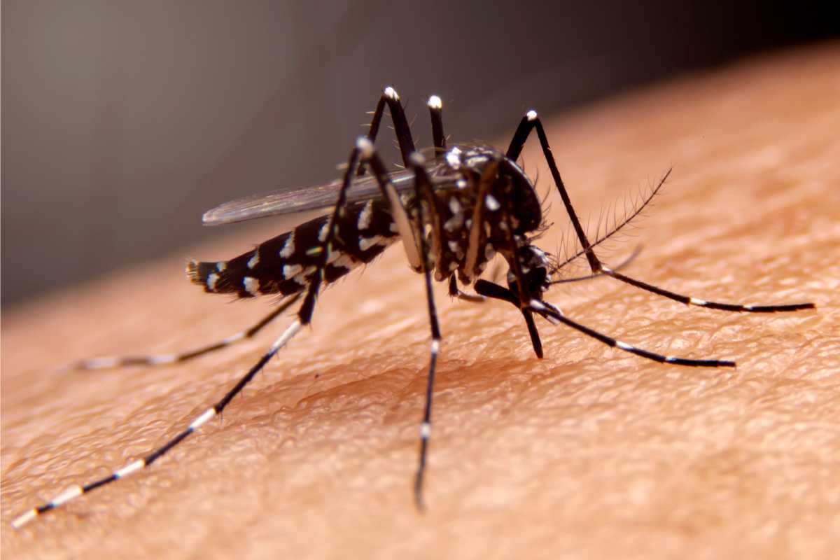 Aumentano i casi di febbre dengue