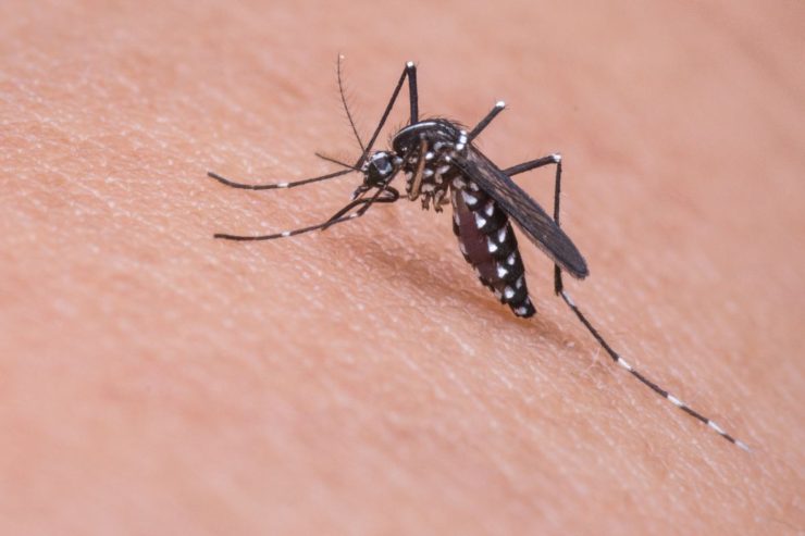 Cosa dicono i medici nell'allarme zanzare