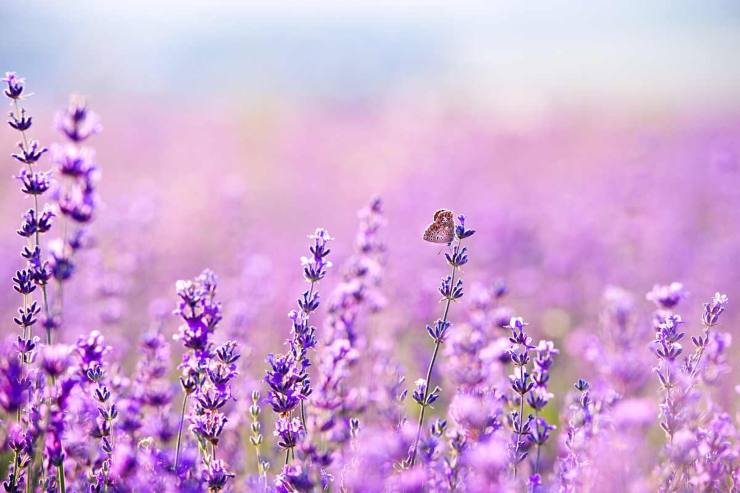 FIORI lavanda milano