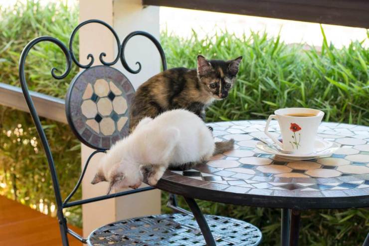 Locali cat-friendly a Milano