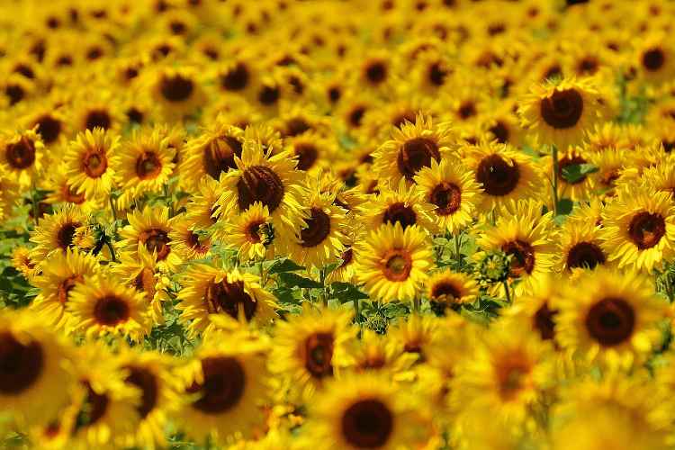 campo di girasoli   milano