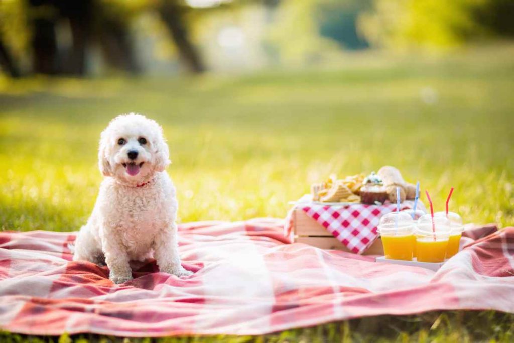 dove fare pic nic a milano