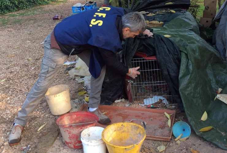 Allarme cani maltrattati a Milano