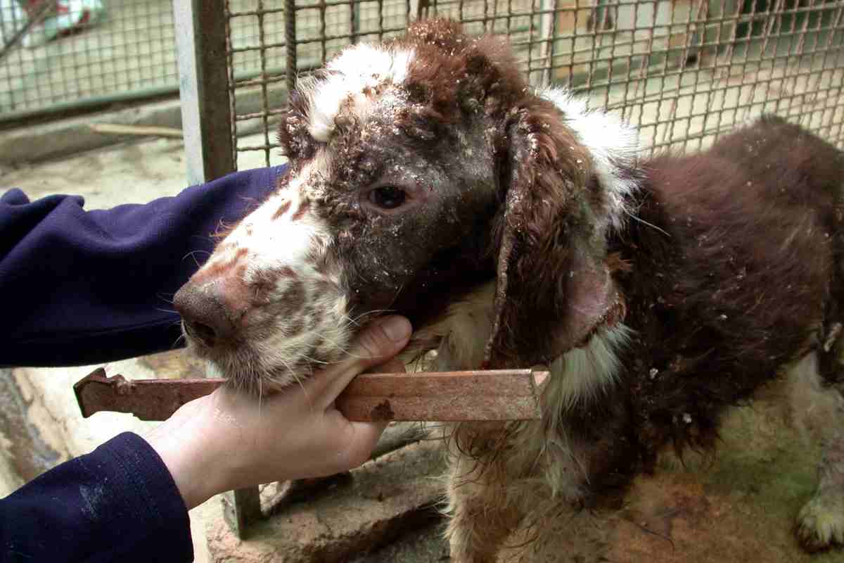 Allarme cani maltrattati a Milano