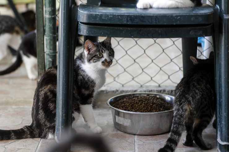 Dove vanno i gatti senza casa di Milano