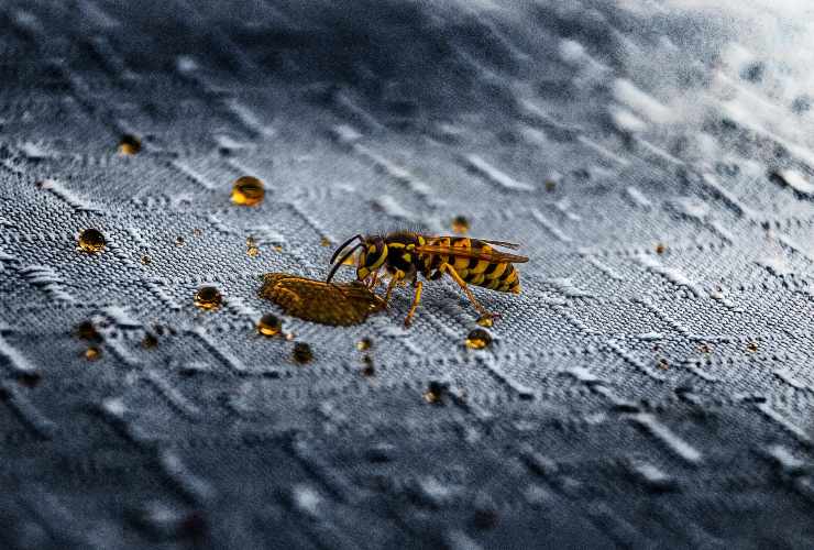 Gli entra una vespa nell'auto e si schianta