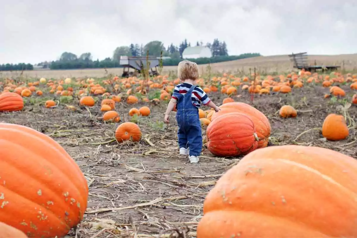 Zampi zucca milano