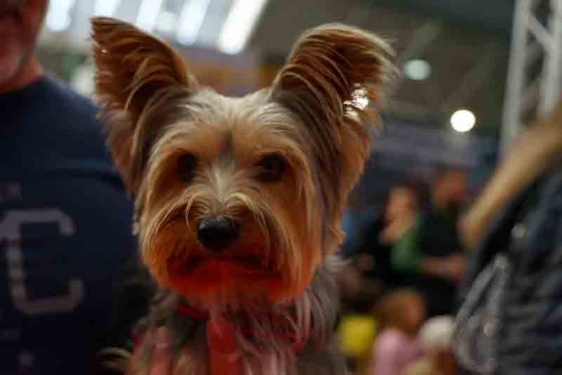 Quattro Zampe in Fiera