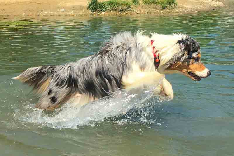 Cane Australian