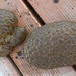 Esempri di Pectinatella magnifica del lago di Varese