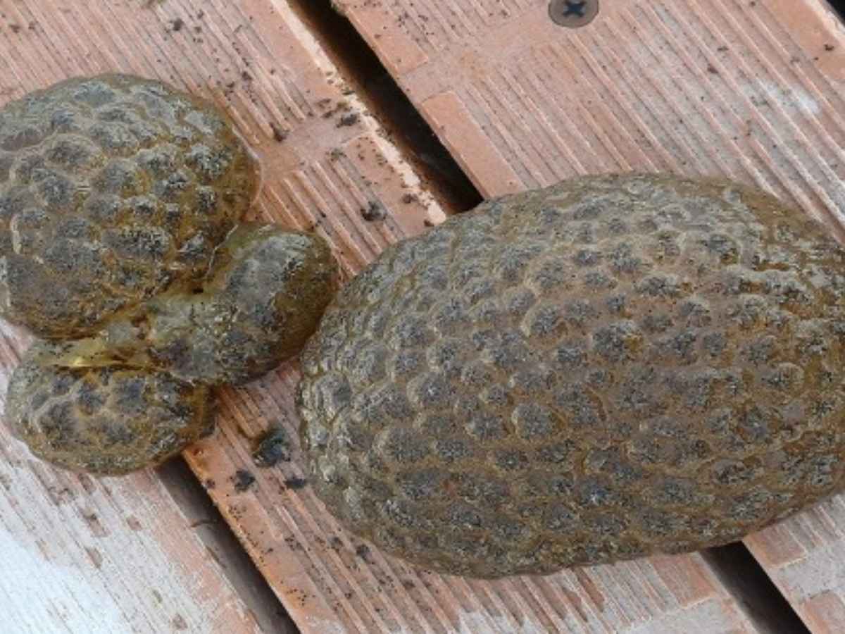 Esempri di Pectinatella magnifica del lago di Varese