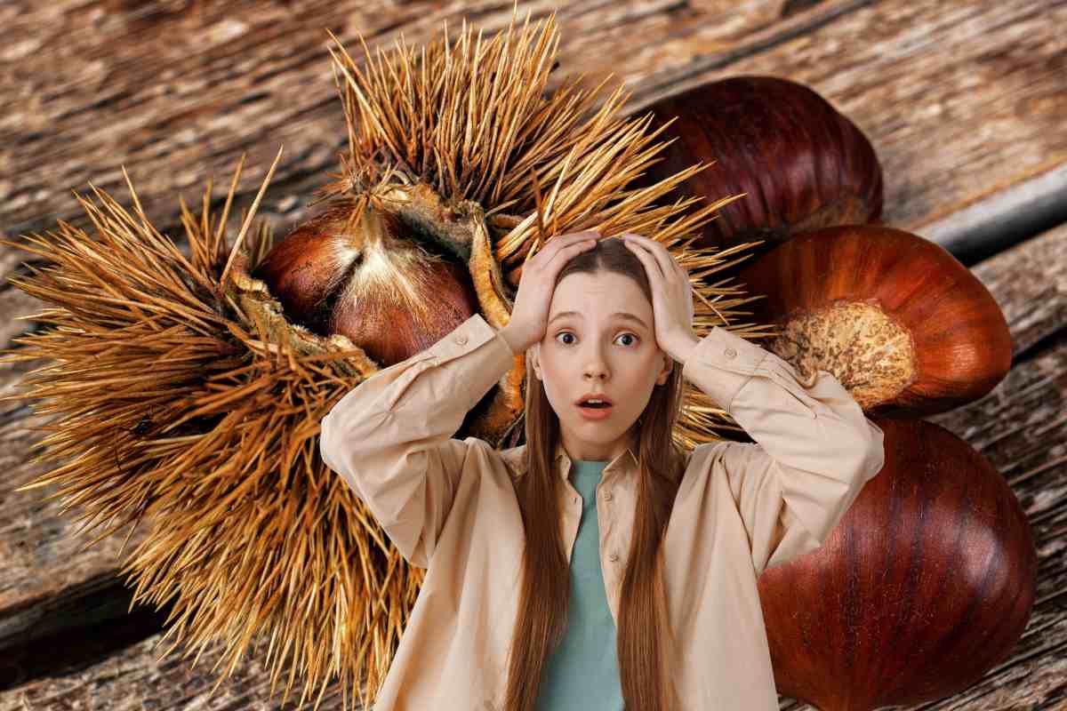 Sullo sfondo delle castagne e dei ricci di castagna ed una persona in primo piano preoccupata