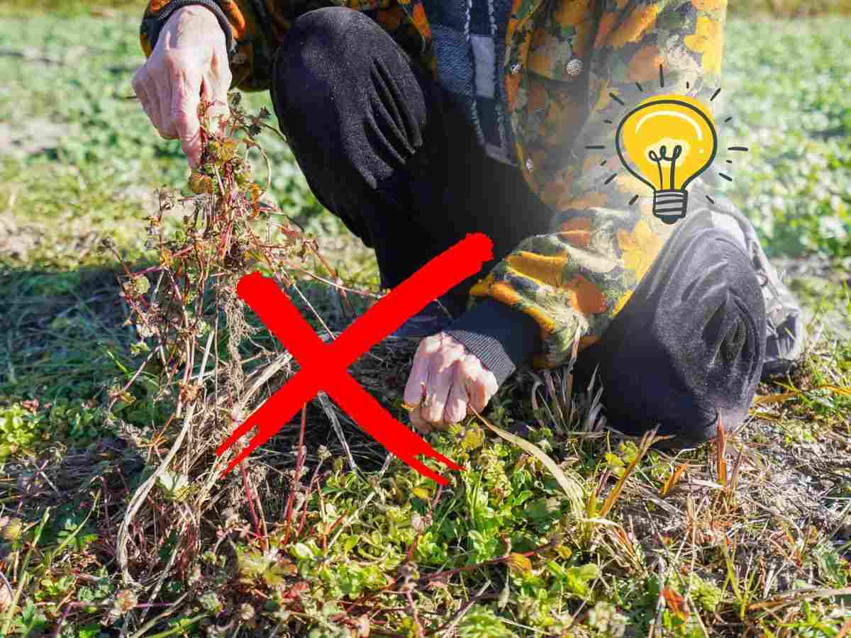 sfondo persona strappa erbacce dal giardino X rossa e lampadina