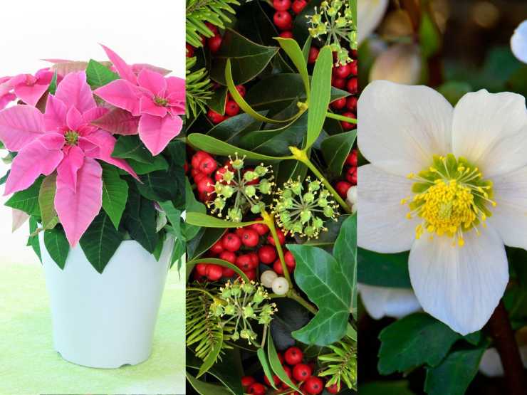 Princettia, Agrifoglio e Rosa di Natale
