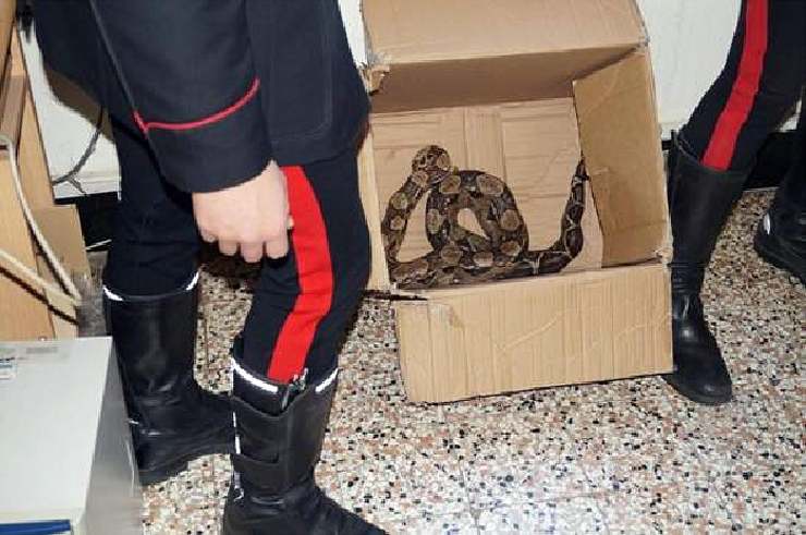 Le forze dell'ordine che hanno catturato un serpente
