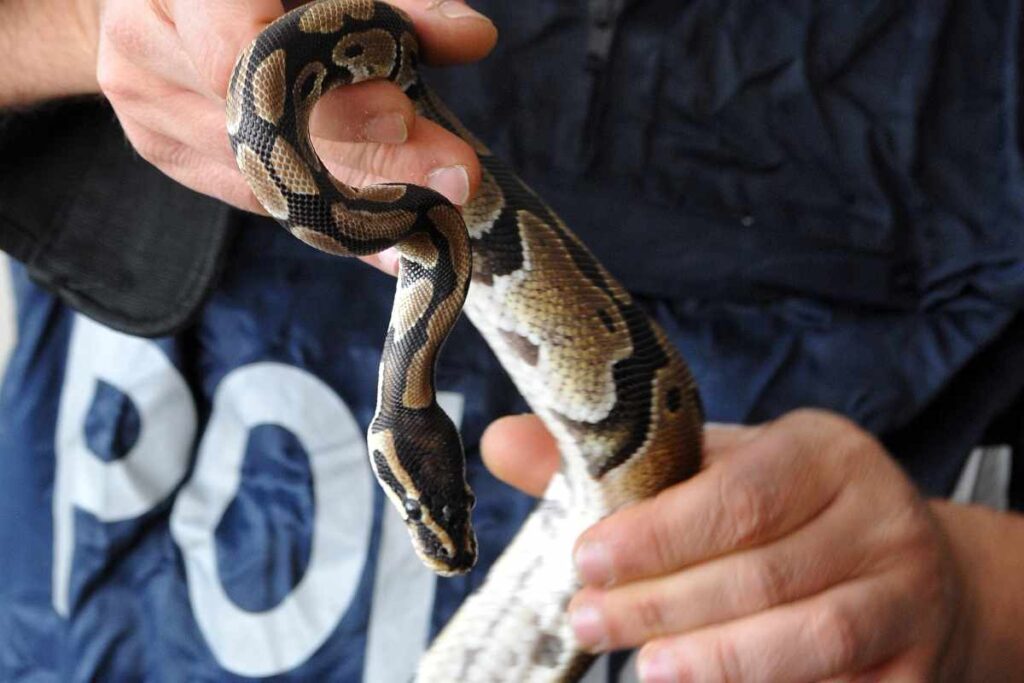 Un serpente catturato dalla polizia