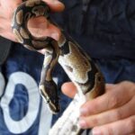 Un serpente catturato dalla polizia