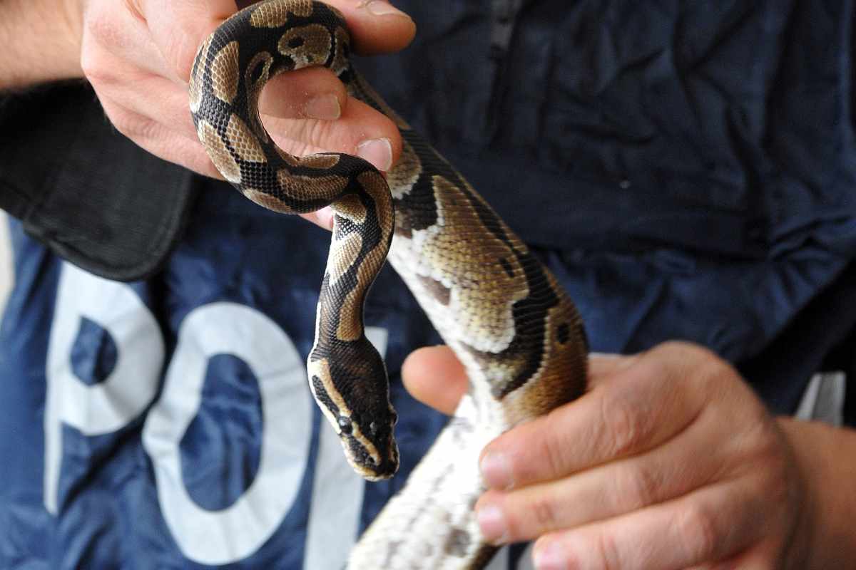 Un serpente catturato dalla polizia