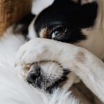 Patentino per i cani difficili