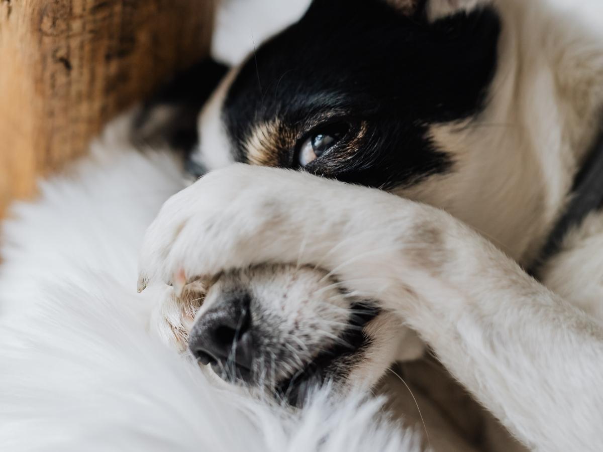 Patentino per i cani difficili