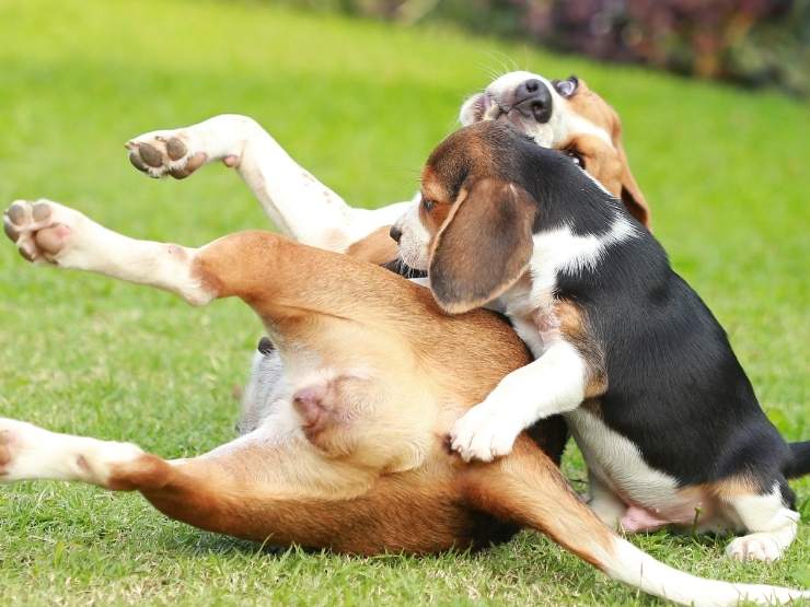 Un patentino per i cani difficili