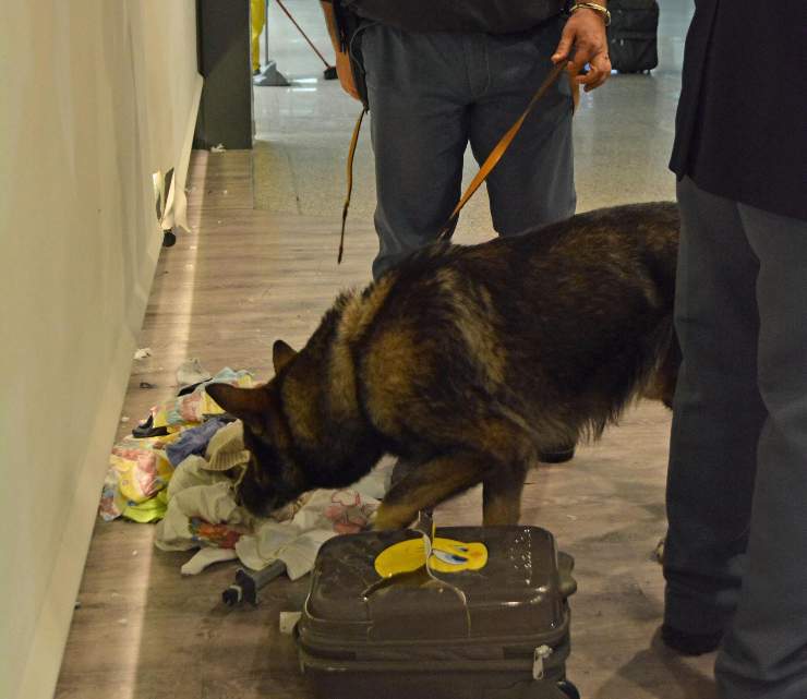 Un cane poliziotto all'opera mentre effettua un intervento