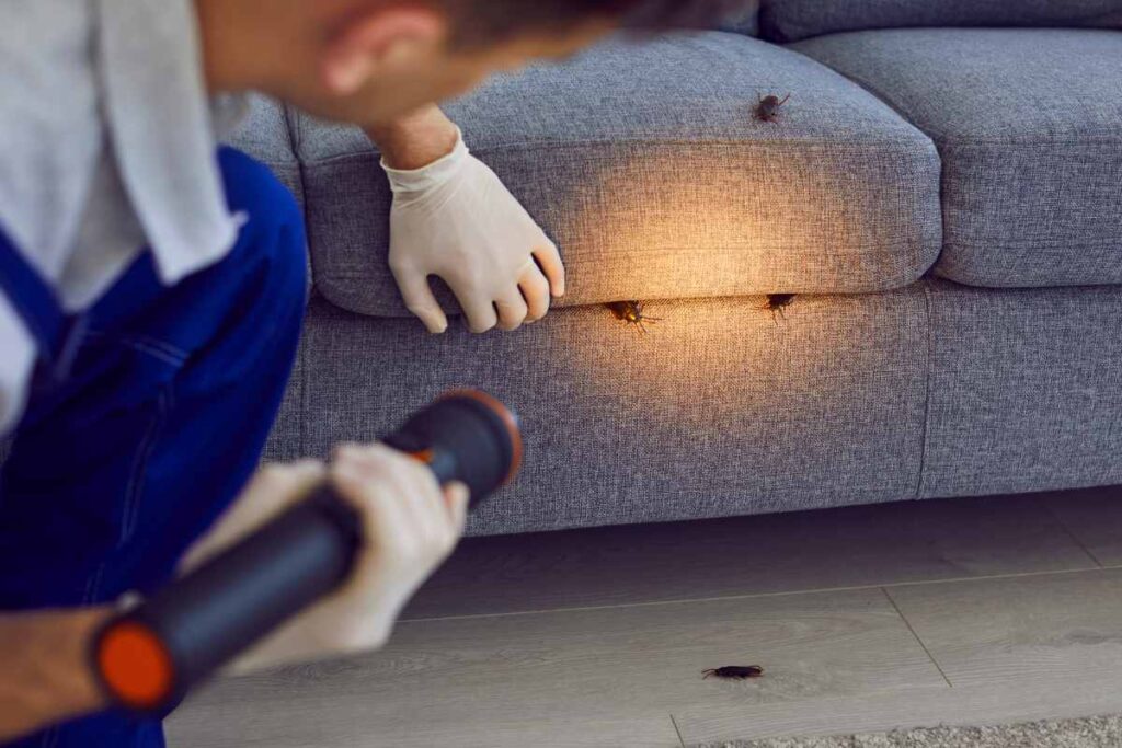Una persona che con una torcia controlla un divano e vede che ci sono delle cimici
