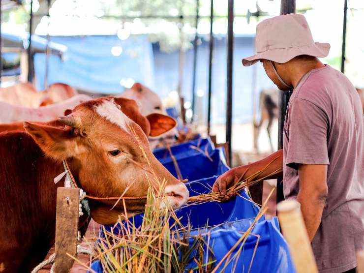 agriturismo con persona che dà da mangiare a mucche