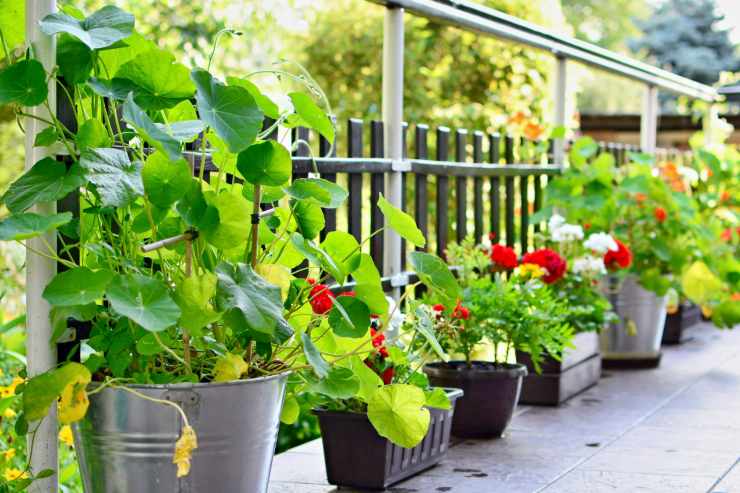 Dei fiori messi sul terrazzo.