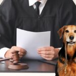 Un giudice in funzione che tiene dei documenti in mano ed un cane in primo piano triste con un guinzaglio in bocca