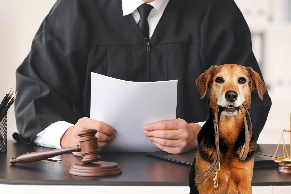 Un giudice in funzione che tiene dei documenti in mano ed un cane in primo piano triste con un guinzaglio in bocca