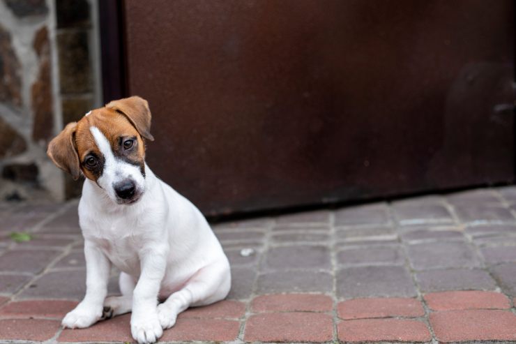 Un cane fuori dalla porta di casa con uno sguardo triste