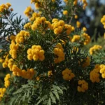 Mimosa 2026: Oltre la Tradizione, Nuove Prospettive e Innovazioni