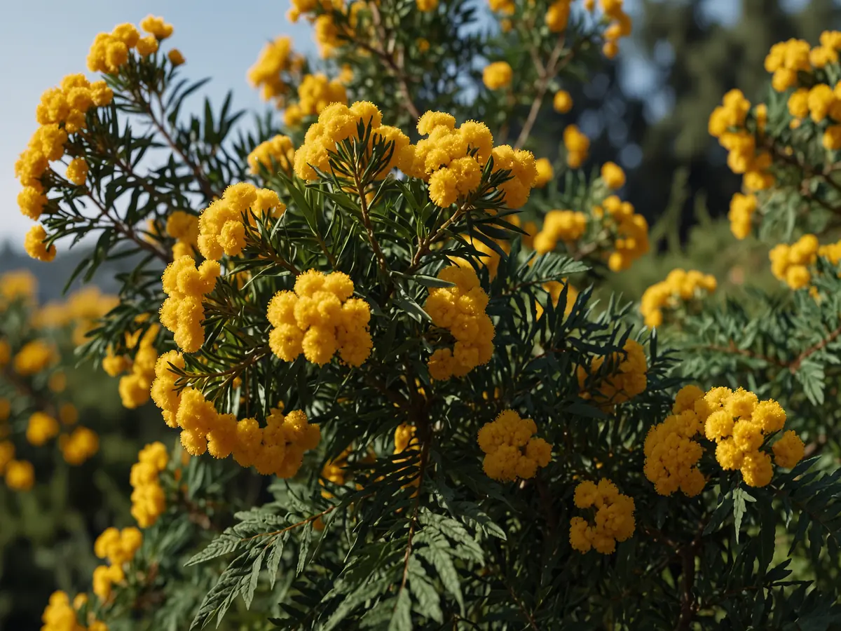 Mimosa 2026: Oltre la Tradizione, Nuove Prospettive e Innovazioni