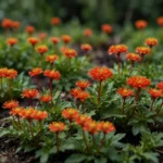 Allerta Cocciniglia Takahashia Japonica: Invasione nelle Zone Comunali Lombardi